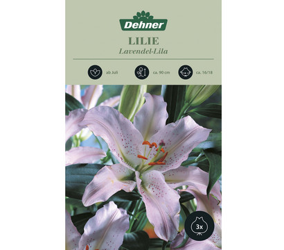 Dehner Blumenzwiebel Lilie 'Lavendel-Lila', 3 Stk.