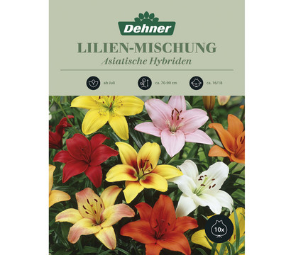 Dehner Blumenzwiebel Lilien-Mischung 'Asiatische Hybriden', 10 Stk.