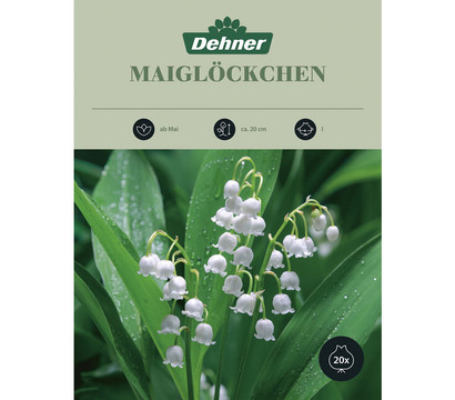Dehner Blumenzwiebel Maiglöckchen, 20 Stk.