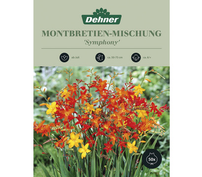 Dehner Blumenzwiebel Montbretien-Mischung 'Symphony', 50 Stk.