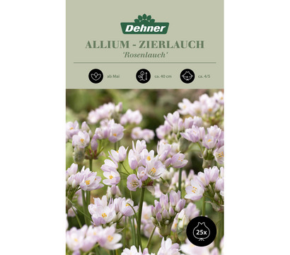 Dehner Blumenzwiebel Rosenlauch Allium, 10 Stk.