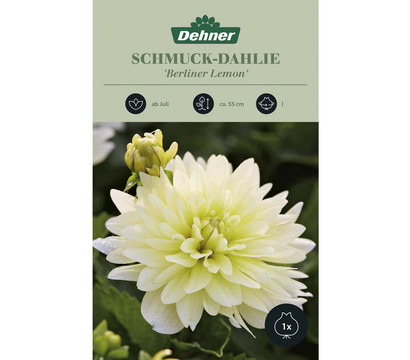 Dehner Blumenzwiebel Schmuck-Dahlie 'Berliner Lemon', 1 Stk.