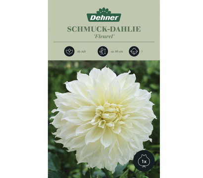 Dehner Blumenzwiebel Schmuck-Dahlie 'Fleurel', 1 Stk.