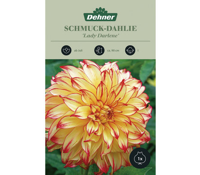 Dehner Blumenzwiebel Schmuck-Dahlie 'Lady Darlene', 1 Stk.