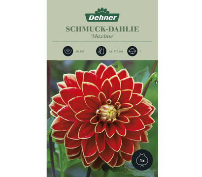 Dehner Blumenzwiebel Schmuck-Dahlie 'Maxime', 1 Stk.