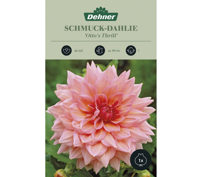 Dehner Blumenzwiebel Schmuck-Dahlie 'Otto's Thrill', 1 Stk.