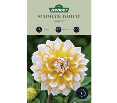 Dehner Blumenzwiebel Schmuck-Dahlie 'Seattle', 1 Stk.