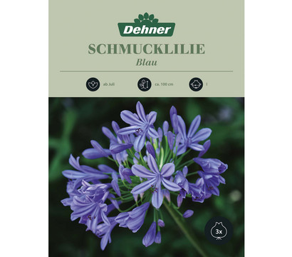 Dehner Blumenzwiebel Schmucklilie 'Agapanthus blau', 3 Stk.