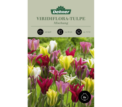 Dehner Blumenzwiebel Viridiflora-Tulpe Mischung, 8 Stk.