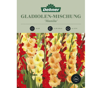 Dehner Blumenzwiebeln Gladiolen-Mischung 'Manila', 25 Stk.