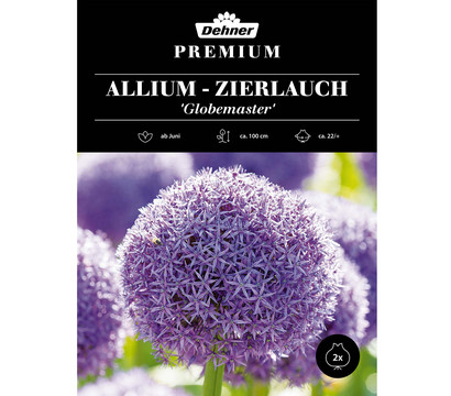 Dehner Premium Blumenzwiebel Allium-Zierlauch 'Globemaster', 2 Stk.