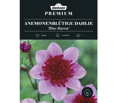 Dehner Premium Blumenzwiebel Anemonenblütige Dahlie 'Blue Bayou', 2 Stk.