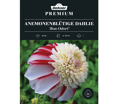 Dehner Premium Blumenzwiebel Anemonenblütige Dahlie 'Bon Odori', 2 Stk.