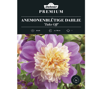 Dehner Premium Blumenzwiebel Anemonenblütige Dahlie 'Take Off', 2 Stk.