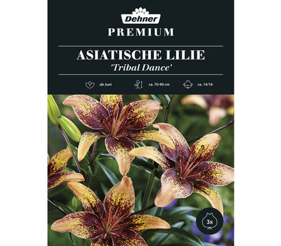 Dehner Premium Blumenzwiebel Asiatische Lilie 'Tribal Dance', 3 Stk.