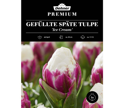 Dehner Premium Blumenzwiebel Gefüllte Späte Tulpe 'Ice Cream', 5 Stk.