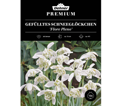 Dehner Premium Blumenzwiebel Gefülltes Schneeglöckchen 'Flore Pleno', 10 Stk.