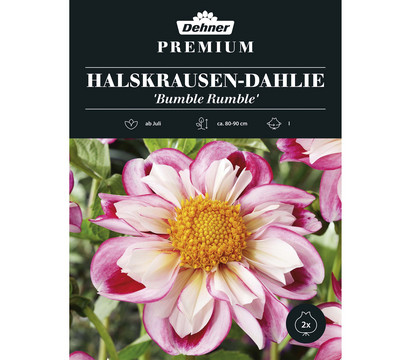 Dehner Premium Blumenzwiebel Halskrausen-Dahlie 'Bumble Rumble', 2 Stk.