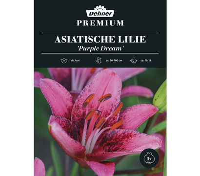 Dehner Premium Blumenzwiebel Lilie 'Purple Dream', 3 Stk.