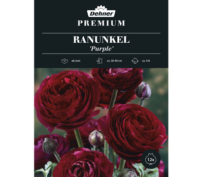 Dehner Premium Blumenzwiebel Ranunkel 'Purple', 12 Stk.