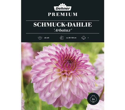 Dehner Premium Blumenzwiebel Schmuck-Dahlie 'Arbatax', 2 Stk.