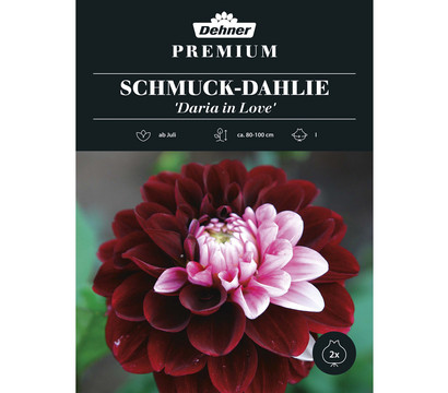 Dehner Premium Blumenzwiebel Schmuck-Dahlie 'Daria in Love', 2 Stk.