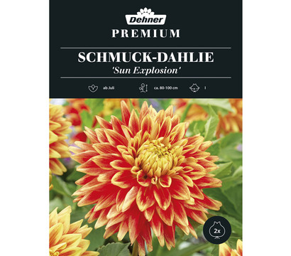 Dehner Premium Blumenzwiebel Schmuck-Dahlie 'Sun Explosion', 2 Stk.