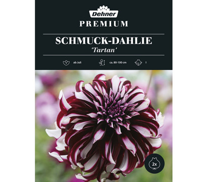 Dehner Premium Blumenzwiebel Schmuck-Dahlie 'Tartan', 2 Stk.