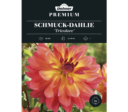 Dehner Premium Blumenzwiebel Schmuck-Dahlie 'Tricolore', 2 Stk.