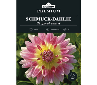 Dehner Premium Blumenzwiebel Schmuck-Dahlie 'Tropical Sunset', 2 Stk.