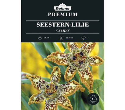Dehner Premium Blumenzwiebel Seestern-Lilie 'Crispa', 1 Stk.