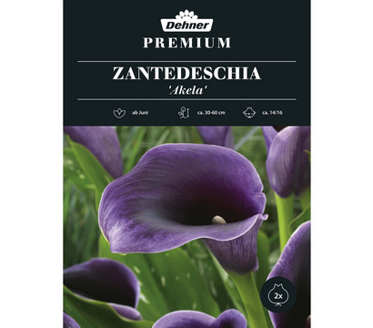 Dehner Premium Blumenzwiebel Zantedeschia 'Akela', 2 Stk.