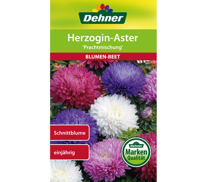 Dehner Samen für Herzogin-Aster 'Prachtmischung'