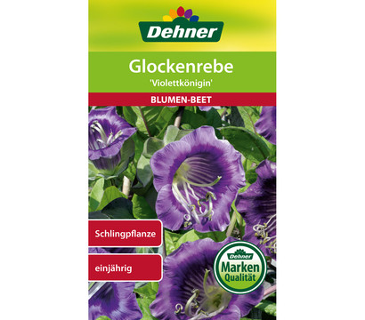 Dehner Samen Glockerebe 'Violettkönigin'