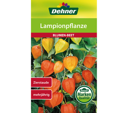 Dehner Samen Lampionpflanze