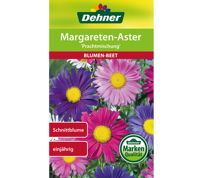 Dehner Samen Margareten-Aster 'Prachtmischung'