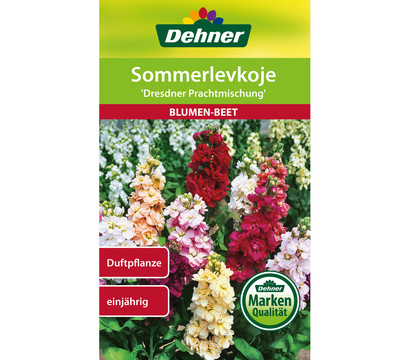 Dehner Samen Sommerlevkoje 'Dresdner Prachtmischung'
