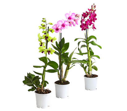 Dendrobium - Dendrobium cultivaris, verschiedene Sorten