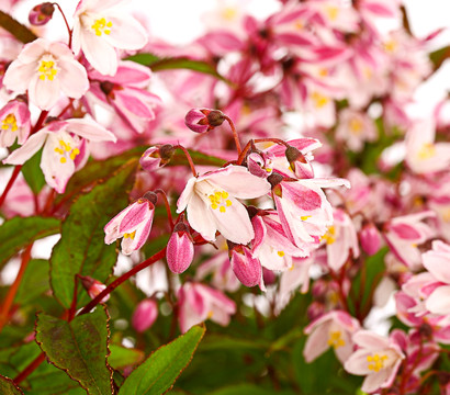 Rosa Maiblumenstrauch - Deutzie 'Yuki Cherry Blossom®'