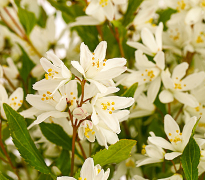 Maiblumenstrauch 'Yuki Snowflake®'