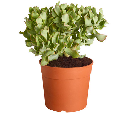 Dickblatt - Crassula cultivars, verschiedene Sorten