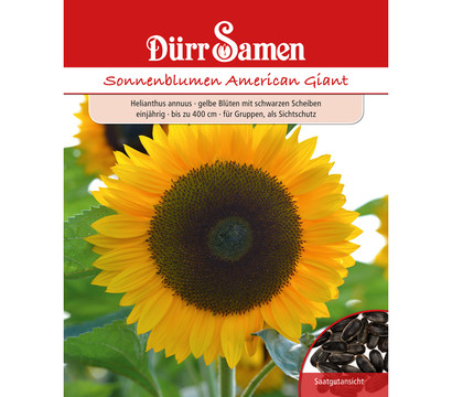 Dürr Samen Sonnenblume 'American Giant'