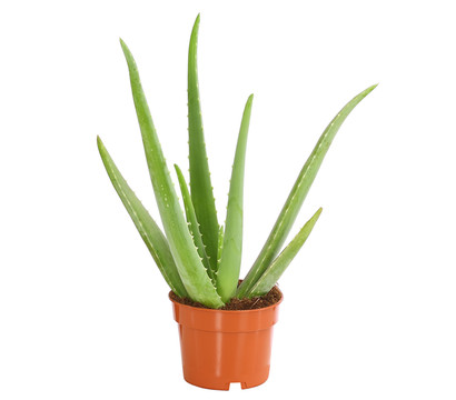 Echte Aloe - Aloe vera