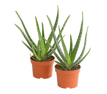 Echte Aloe-Set - Aloe vera