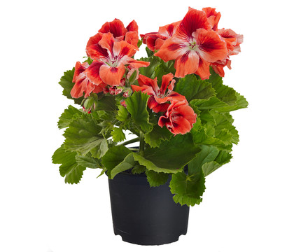 Edelpelargonie, verschiedene Farben