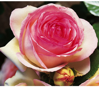 Kletterrose 'Eden Rose®'