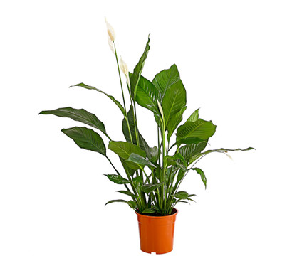 Einblatt - Spathiphyllum wallisii 'Sebastian'