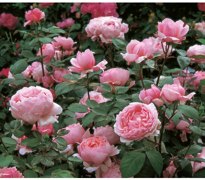Englische Rosen, verschiedene Sorten