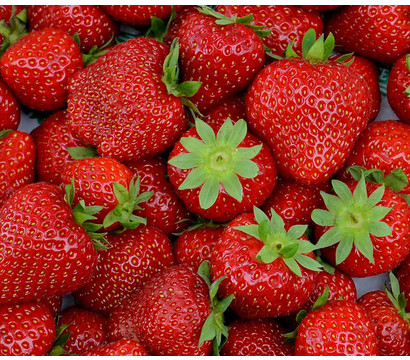 Erdbeere 'Elsanta', 8er-Schale