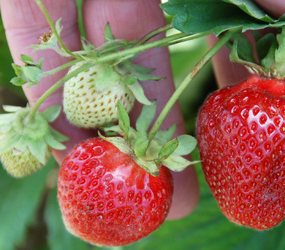 Erdbeere 'Erdbeerwiese', 8er-Schale